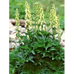 Nasiona Tojad Larmacka szt.3 PWxx15