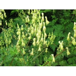 Nasiona Tojad Larmacka szt.3 PWxx15