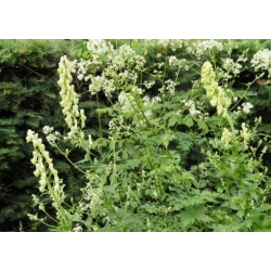 Nasiona Tojad Larmacka szt.3 PWxx15