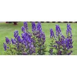 Nasiona Tojad mocny szt.3 PWxx17