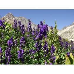 Nasiona Tojad mocny szt.3 PWxx17