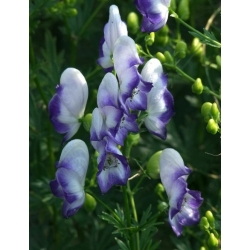 Nasiona Tojad mołdawski szt.3 PWxx16