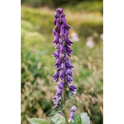 Nasiona Tojad mołdawski szt.3 PWxx16