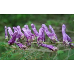 Nasiona Tojad mołdawski szt.3 PWxx16