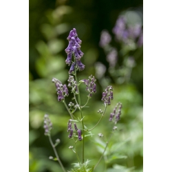 Nasiona Tojad mołdawski szt.3 PWxx16