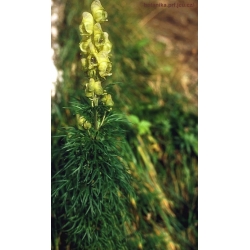 Nasiona Tojad południowy szt.3 PWxx11