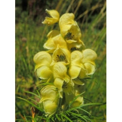 Nasiona Tojad południowy szt.3 PWxx11