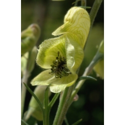 Nasiona Tojad południowy szt.3 PWxx11