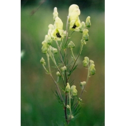 Nasiona Tojad południowy szt.3 PWxx11