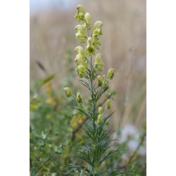 Nasiona Tojad południowy szt.3 PWxx11