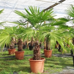 Nasiona Szorstkowiec fortunego fortunei szt.3 PWxx212