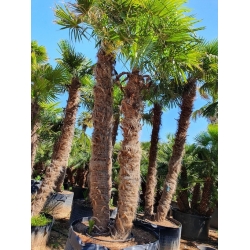 Nasiona Szorstkowiec fortunego fortunei szt.3 PWxx212