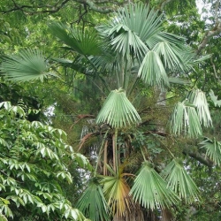 Nasiona Szorstkowiec latisectus szt.3 PWxx213