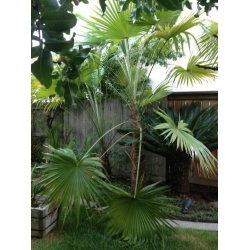 Nasiona Szorstkowiec latisectus szt.3 PWxx213