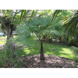 Nasiona Szorstkowiec latisectus szt.3 PWxx213