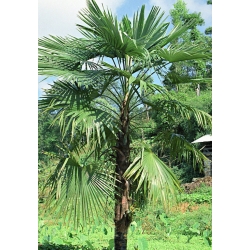 Nasiona Szorstkowiec latisectus szt.3 PWxx213