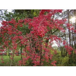 Nasiona Trzmielina pospolita Euonymous szt.3 PWxx100