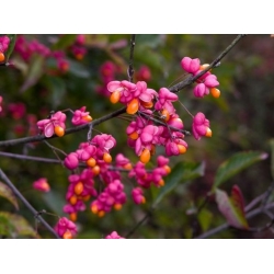 Nasiona Trzmielina pospolita Euonymous szt.3 PWxx100