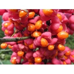 Nasiona Trzmielina pospolita Euonymous szt.3 PWxx100