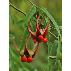 Nasiona Trzmielina cornutus Euonymous szt.3 PWxx101