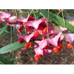 Nasiona Trzmielina cornutus Euonymous szt.3 PWxx101