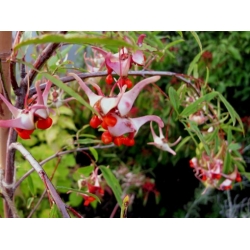 Nasiona Trzmielina cornutus Euonymous szt.3 PWxx101