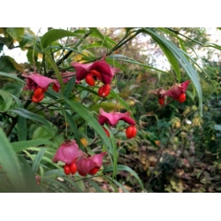 Nasiona Trzmielina cornutus Euonymous szt.3 PWxx101