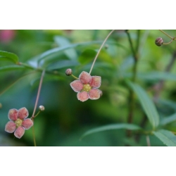 Nasiona Trzmielina cornutus Euonymous szt.3 PWxx101