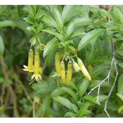 Nasiona Vestia lycioides szt.3 PWxx214