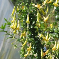 Nasiona Vestia lycioides szt.3 PWxx214