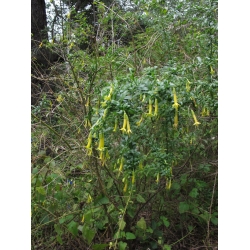 Nasiona Vestia lycioides szt.3 PWxx214