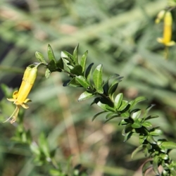 Nasiona Vestia lycioides szt.3 PWxx214