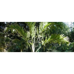 Nasiona Palma Wallichia szt.3 PWxx215