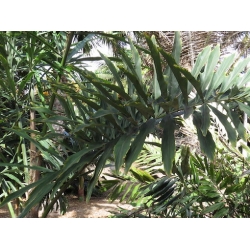 Nasiona Palma Wallichia szt.3 PWxx215