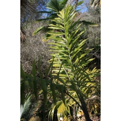 Nasiona Palma Wallichia szt.3 PWxx215