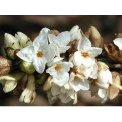 Nasiona Wawrzynek wilczełyko biały Daphne mezereum szt.3 PWxx93