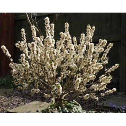 Nasiona Wawrzynek wilczełyko biały Daphne mezereum szt.3 PWxx93