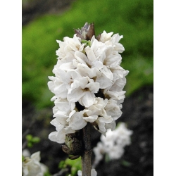 Nasiona Wawrzynek wilczełyko biały Daphne mezereum szt.3 PWxx93