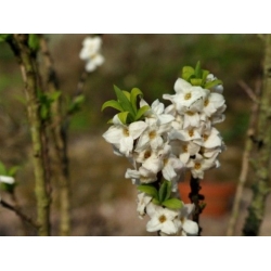 Nasiona Wawrzynek wilczełyko biały Daphne mezereum szt.3 PWxx93