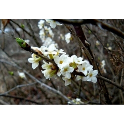 Nasiona Wawrzynek wilczełyko biały Daphne mezereum szt.3 PWxx93