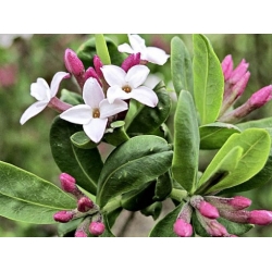 Nasiona Wawrzynek Burkwooda Somerset Daphne szt.3 PWxx91