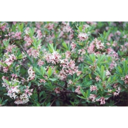 Nasiona Wawrzynek Burkwooda Somerset Daphne szt.3 PWxx91