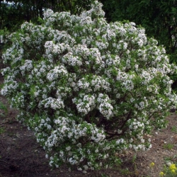 Nasiona Wawrzynek Burkwooda Somerset Daphne szt.3 PWxx91