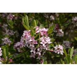 Nasiona Wawrzynek Burkwooda Somerset Daphne szt.3 PWxx91