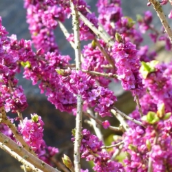 Nasiona Wawrzynek wilczełyko Daphne mezereum szt.3 PWxx92