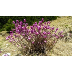 Nasiona Wawrzynek wilczełyko Daphne mezereum szt.3 PWxx92