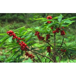 Nasiona Wawrzynek wilczełyko Daphne mezereum szt.3 PWxx92