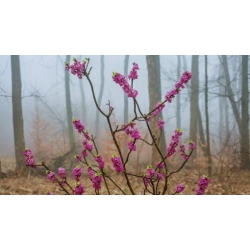 Nasiona Wawrzynek wilczełyko Daphne mezereum szt.3 PWxx92