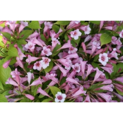 Nasiona Krzewuszka cudowna Weigela florida szt.3 PWxx216
