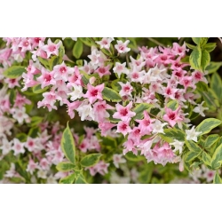 Nasiona Krzewuszka cudowna Weigela florida szt.3 PWxx216